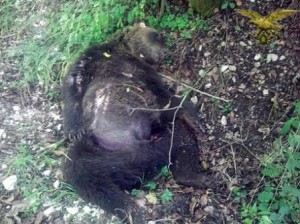 Orso marsicano ucciso nel Parco Nazionale d'Abruzzo e Molise. Foto di www.ansa.it