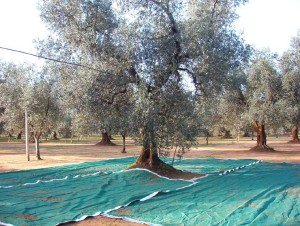 raccolta olive