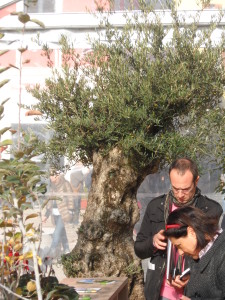 Una delle piante presenti nella struttura predisposta per l'occasione in Piazza Pepe