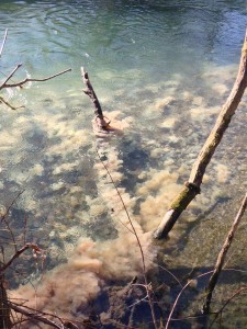 Il fiume Biferno nello scatto di lunedì 1° febbraio 2016