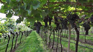 Riconversione vigneti