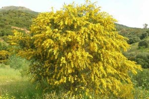 mimose_3