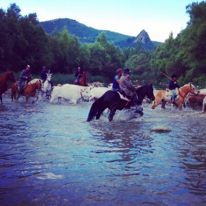 attraversamento con mandriani colantuono transumanza