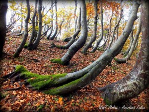 Una foto scattata nell'oasi WWF del Molise (archivio WWF)