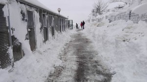 canile_santo_stefano