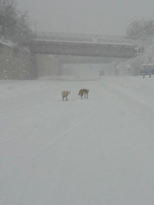I due cani lupo avvistati sulla tangenziale, in zona Vazzieri, a Campobasso