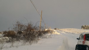 canile_strada