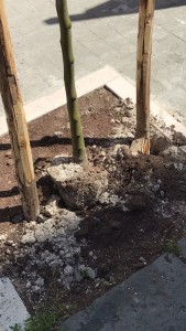 IMG-20170530-WA0008(1)