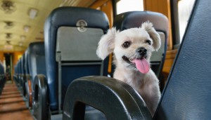 treno-animali-cani