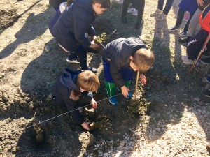 festa albero gambatesa