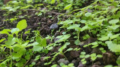 Scoperto batterio che protegge le colture