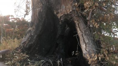 Photo of Abbattimento eucalipti a Campomarino, la Provincia di Campobasso chiarisce: “Interventi per la sicurezza stradale e l’incolumità dei cittadini”
